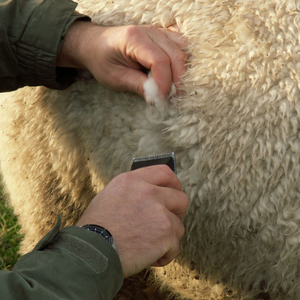 Taking a fleece sample for analysis