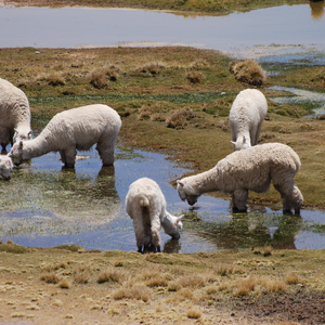 Alpacas drinking and wading in the marshy bofedales that dot the area around the Altiplano