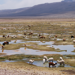 There are nearly 200 alpacas in this photo, all doing what comes naturally, paddling.